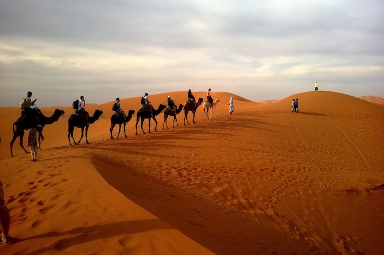 camels-desert